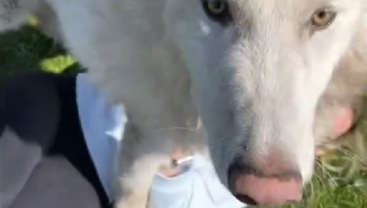 cane smarrito