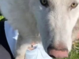 pensano sia un cane ma non lo è