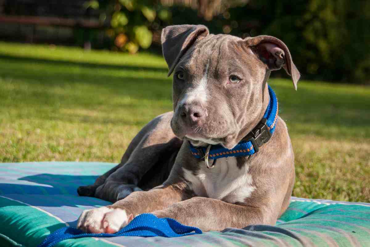 Il cane amico del corvo