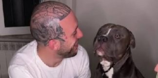 Cane sorpreso