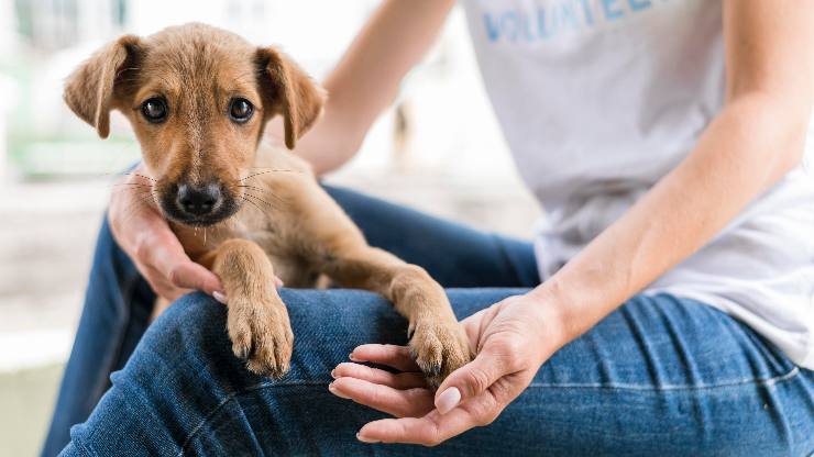 Il cane ha paura delle persone