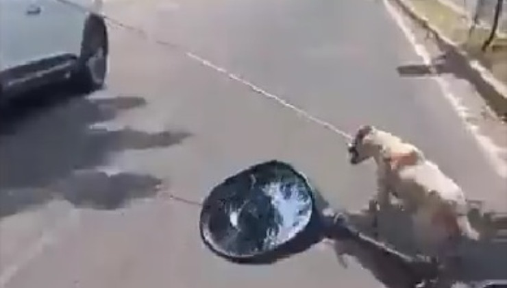cane stremato