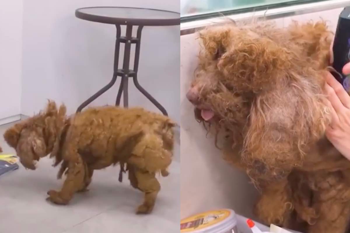 Questo cagnolino era in condizioni disastrose, la sua metamorfosi è incredibile