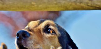 cane del vicino abbaia