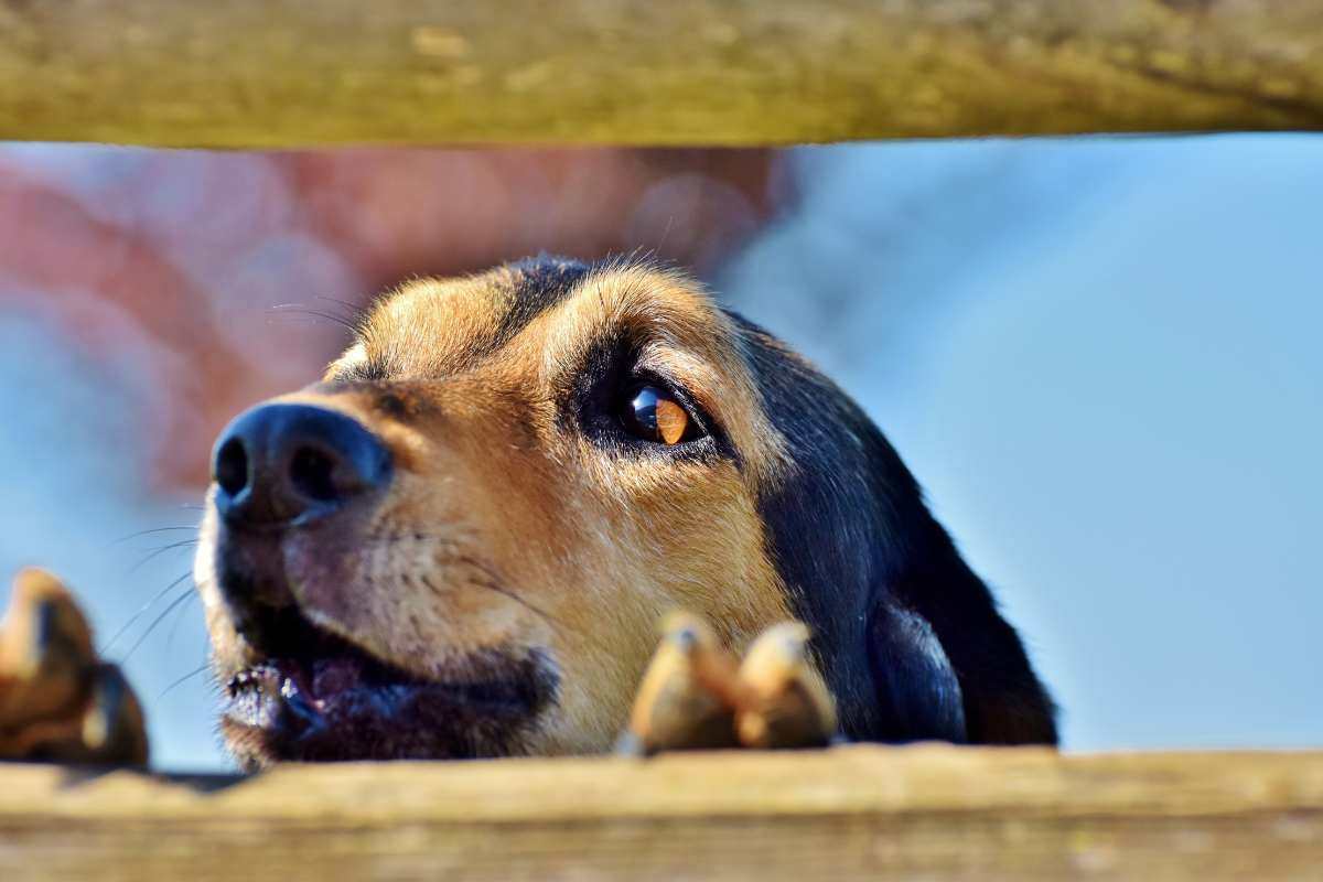 cane del vicino abbaia