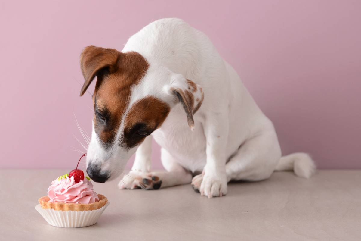 perché non bisogna dare dolci ai cani