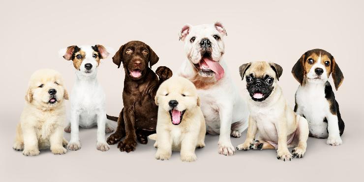 Test della personalità razze cani