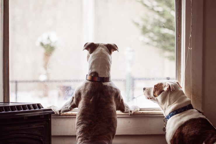 Cane che abbaia: cosa sapere