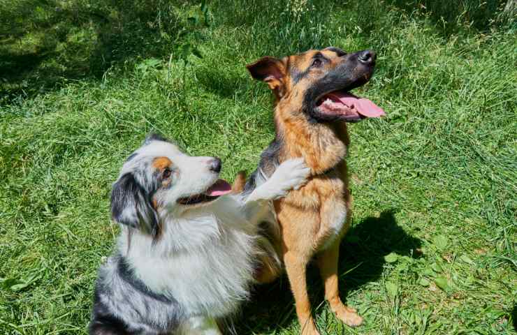 Bamboo e Carla cani amici