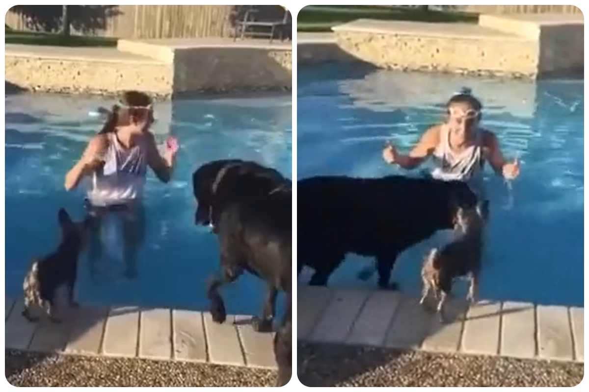 cani piscina tuffo