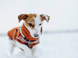 Proteggere cani dal freddo