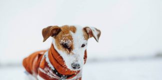Proteggere cani dal freddo