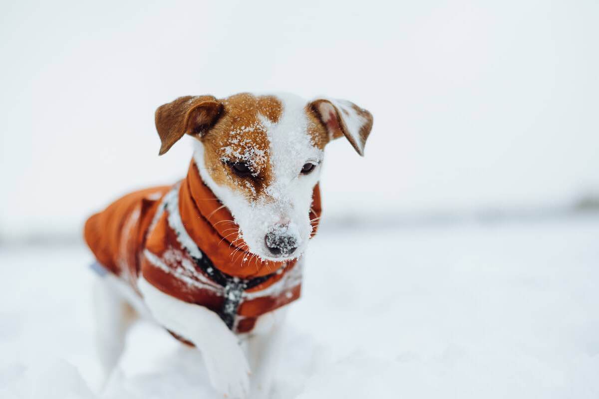 Proteggere cani dal freddo