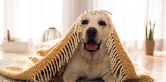 cani freddo razze che lo soffrono di più