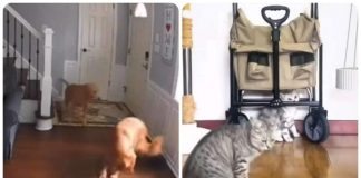 cani e gatti carattere diverso