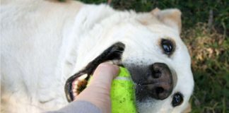 Cani che giocano husky video esilarante