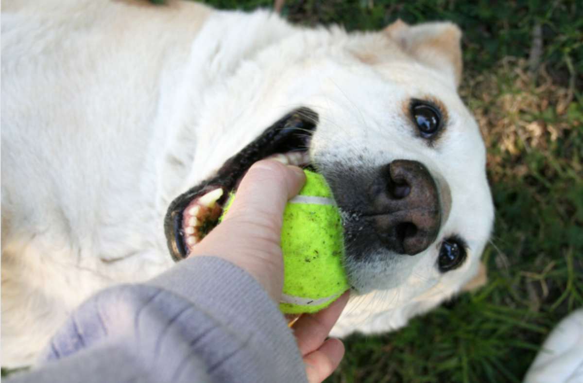 Cani che giocano husky video esilarante