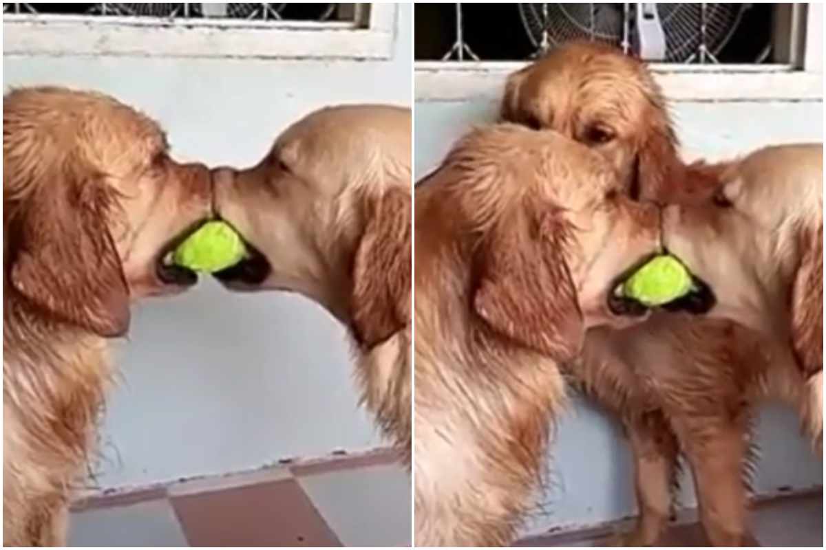 cani golden retriever litigano