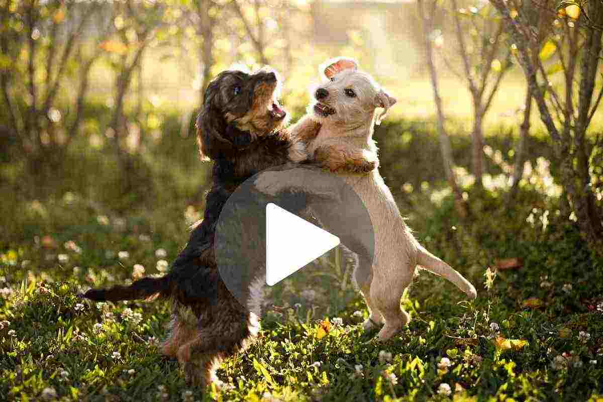 cuccioli giocano Intruso nel giardino video