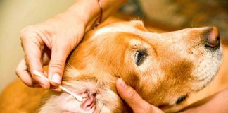 come pulire le orecchie del cane consigli