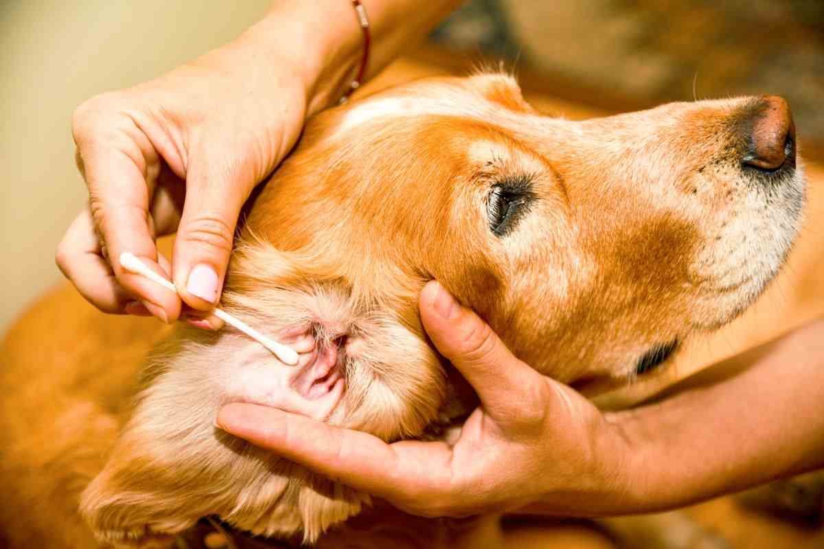 come pulire le orecchie del cane consigli