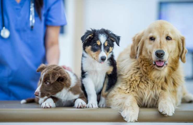 cani tranquilli dal veterinario