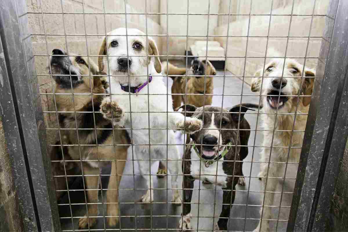 cane più vecchio del rifugio adottato