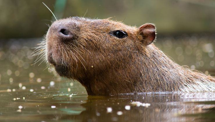 capibara cambiamenti look fenicottero video