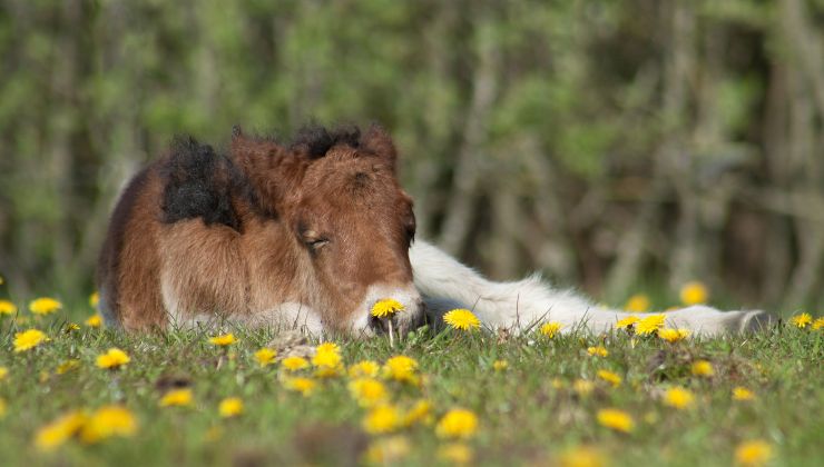 cavalli dormono in piedi verità