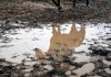 mandria di cavalli nel fango video salvataggio