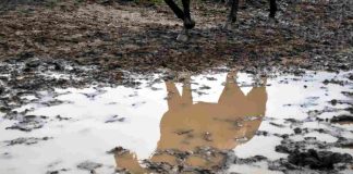 mandria di cavalli nel fango video salvataggio
