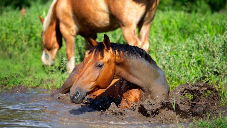 mandria di cavalli nel fango video salvataggio