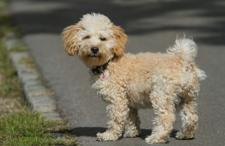 Cavapoo caratteristiche come prendersene cura