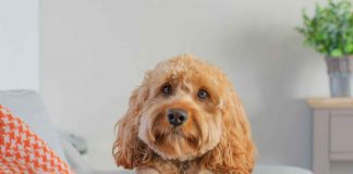 Cavapoo caratteristiche come prendersene cura