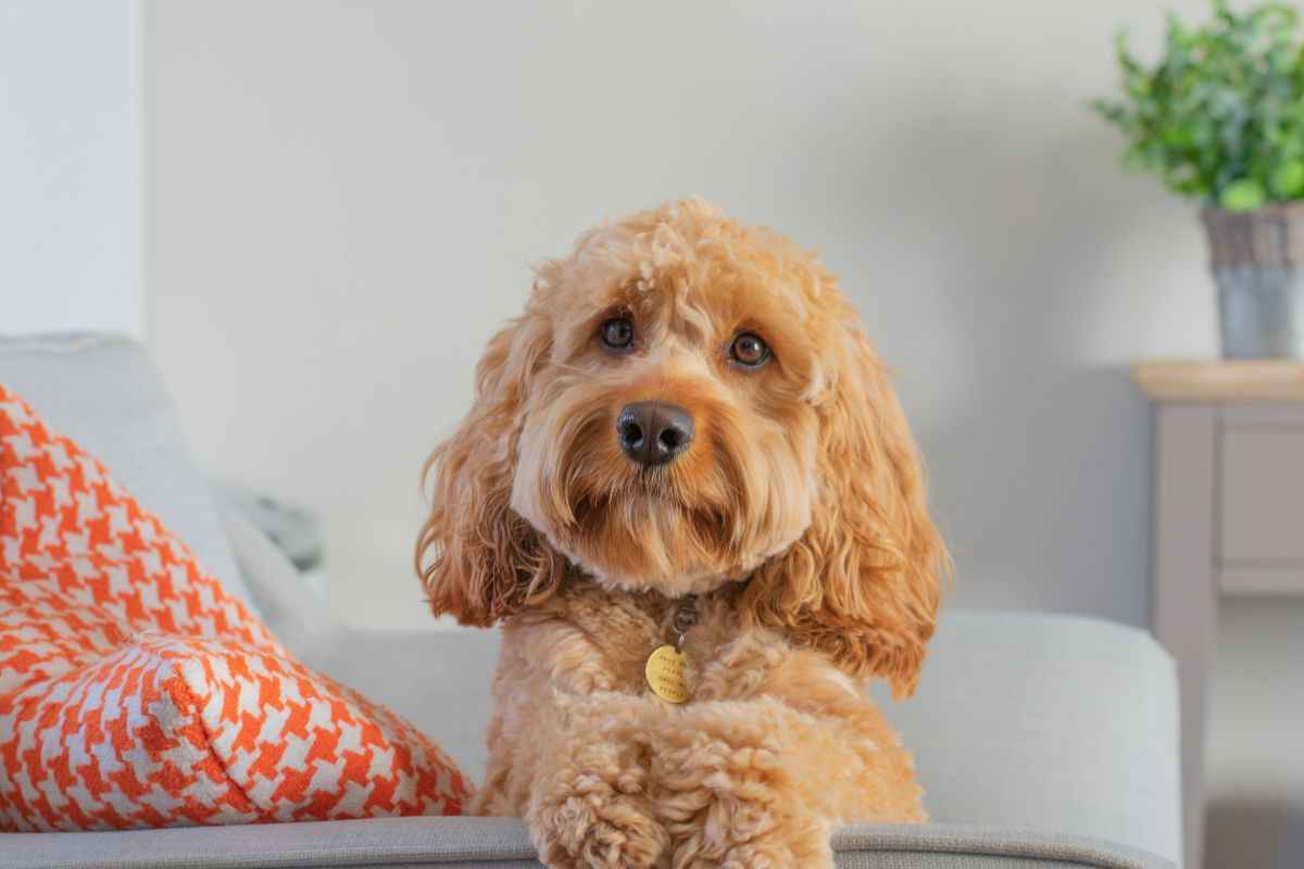 Cavapoo caratteristiche come prendersene cura