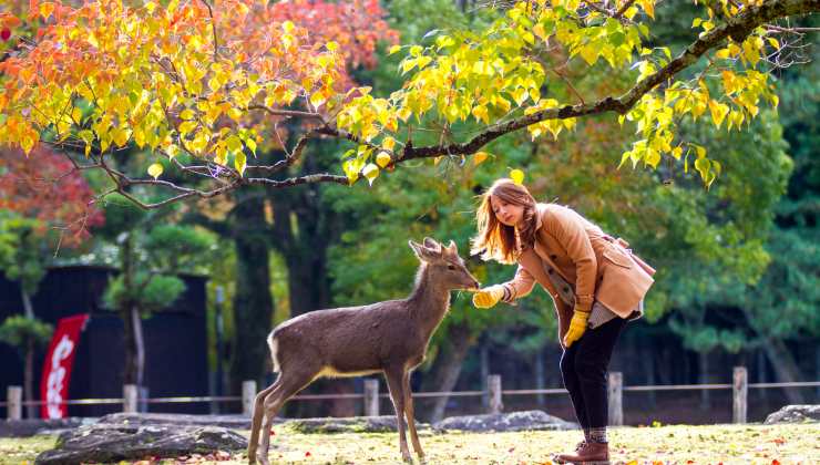 città nara con cervi 