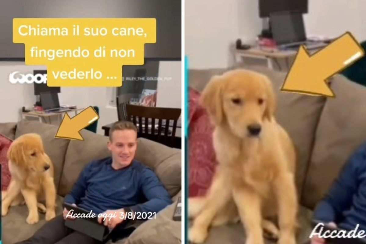 cane stupito scherzo video padrone