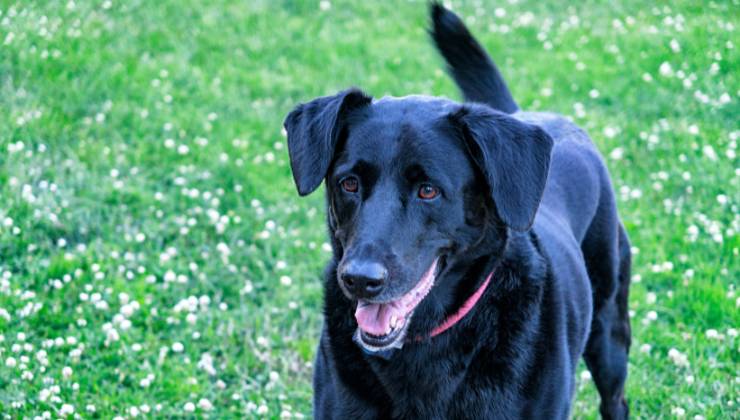 Taglio coda cane