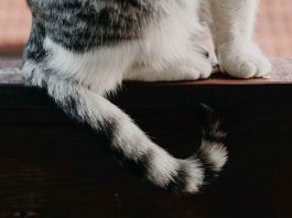 coda del gatto: cosa c'è da sapere
