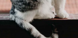 coda del gatto: cosa c'è da sapere