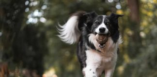 Comportamenti strani cani motivi