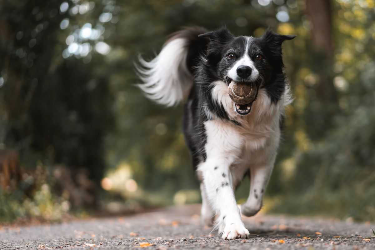 Comportamenti strani cani motivi