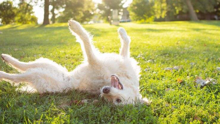 comportamenti strani dei cani