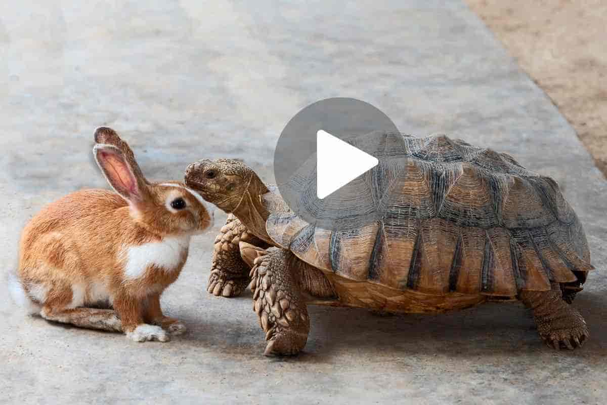 coniglietto tartaruga video dolcissimo