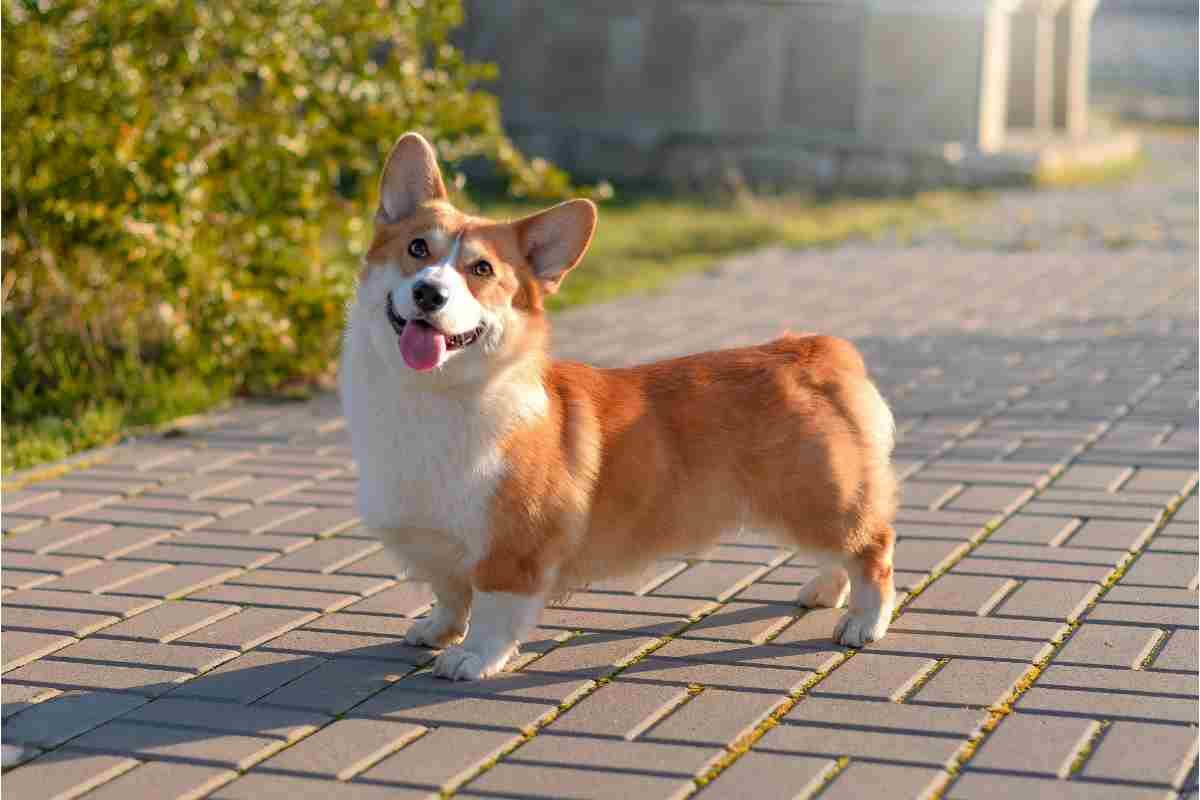 i corgi sono cani leali e vivaci prezzo