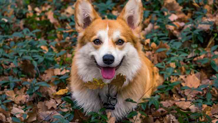 adottare un corgi può costare fino a 2300 euro