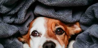 Cane: cosa lo fa impazzire