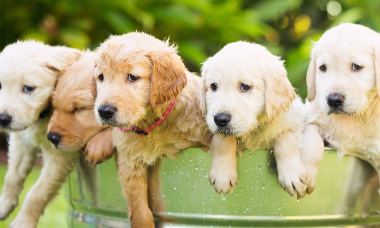 golden retriever in tenera età