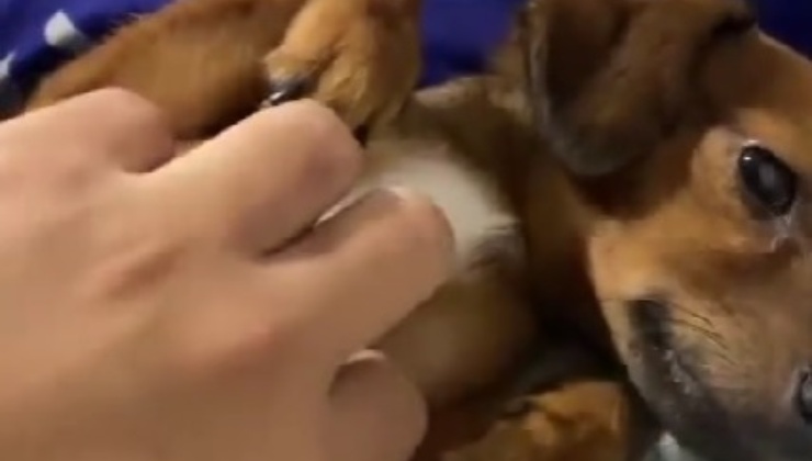 cucciolo