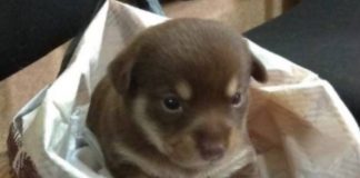 cucciolo trovato borsa biglietto